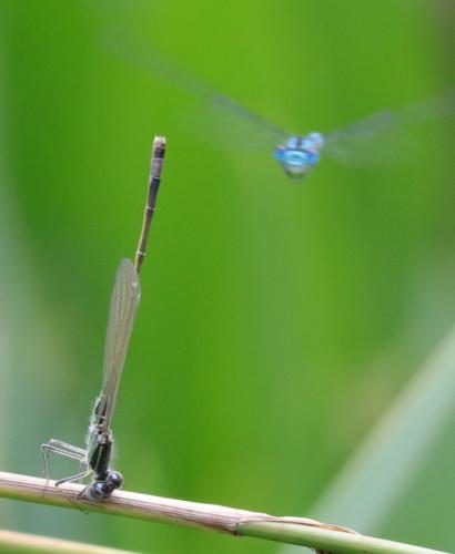 Ischnura elegans
